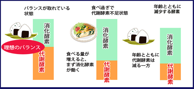 体内酵素のバランス